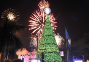 Árbol_Gallo