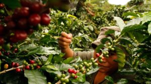 caficultores-vainas-de-cafe