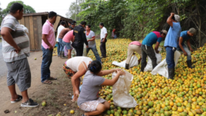ROBO-NARANJAS-IZABAL-1