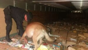 droga-perro-andy