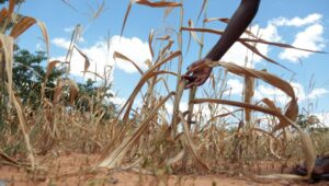Sequías provocan hambre en Zimbabue