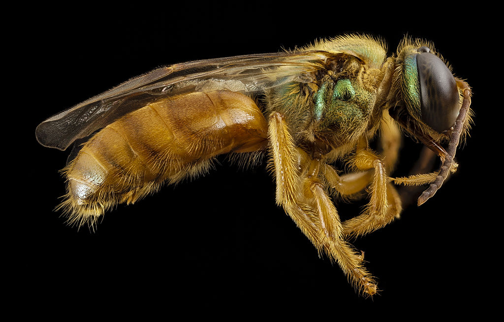 Localizan cuatro abejas diminutas que vivían en el ojo de una mujer
