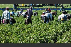 AGRICOLAA