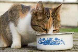 gato shutter 14 860