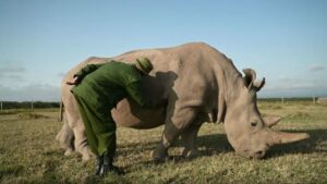 rino04.jpg-1024x577