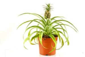 Piña