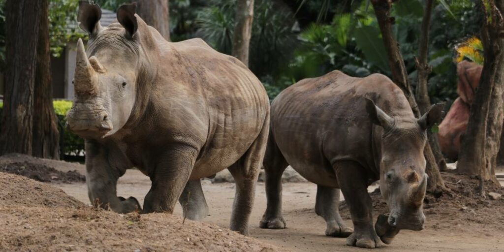 RINO