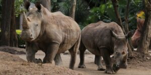 RINO