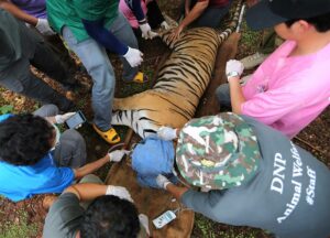 tigres