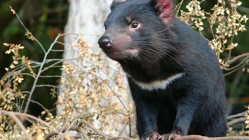 Después de 3000 años nacieron 7 demonios de Tasmania en Australia continental