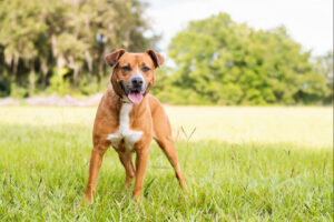Pitbull,Mix,Dog,Enjoying,A,Sunny,Day,At,The,Park