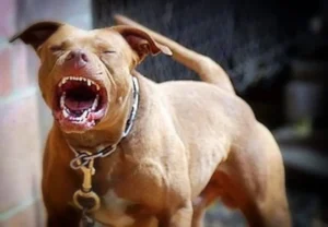 perro-pitbull-ataca-nino-un-ano