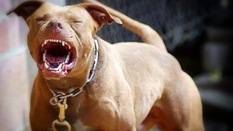 Video donde perro Pitbull ataca a otro perro y al dueño en zona 11