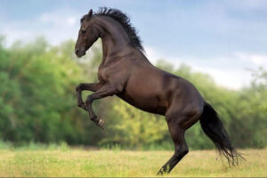 hombre_caballo_sufre_accidente_sanarate_