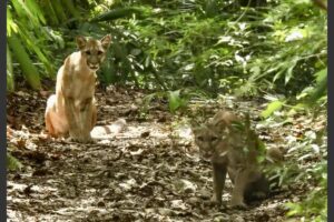 relato_guardaparques_pumas_peten_