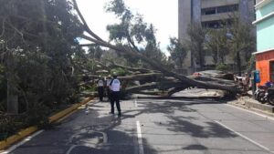 arbol_zona_9