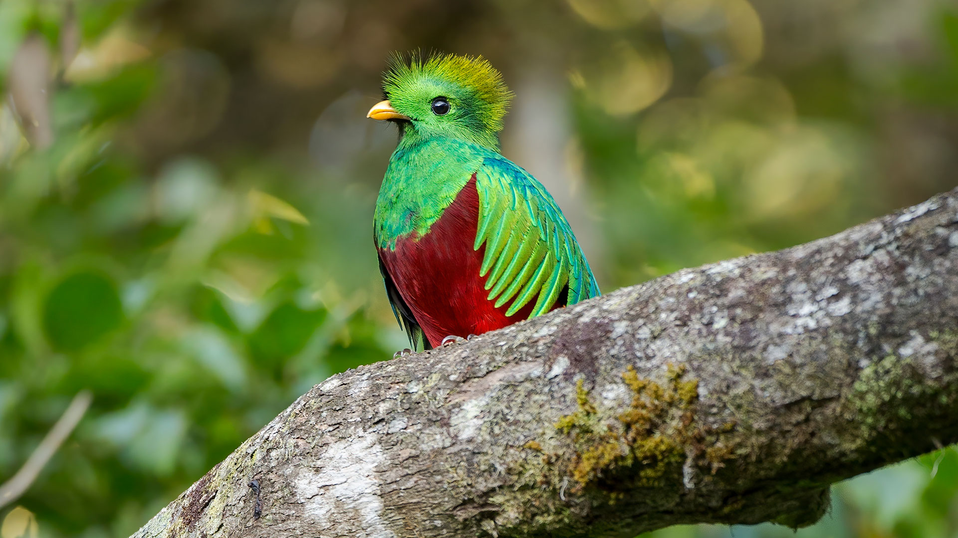 Así funcionan los nidos artificiales para salvar al mítico quetzal en Costa Rica