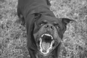 perro_rottweiler_nicaragua