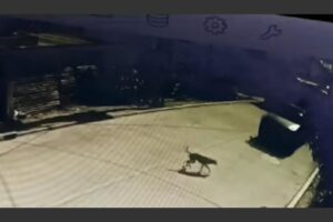 patrulla_pnc_atropella_a_perro_carranza_san_juan_sacatepequez